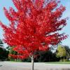 trees (Acer Rubrum 'Autumn Flame')