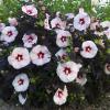 perennials (Hibiscus Summerific)