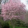trees (Magnolia 'Jane')