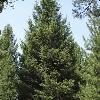 trees (Picea abies)