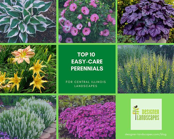 Perfect Perennial Plants for Spring
