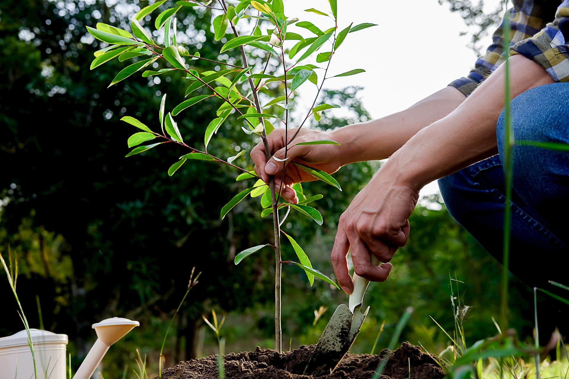 tree planting