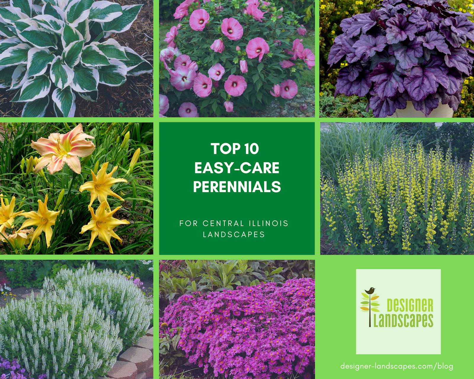 Top 10 Best Perennials For A Central Illinois Landscape Designer Landscapes