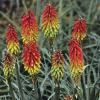 perennials (Kniphofia hirsuta 'Fire Dance')